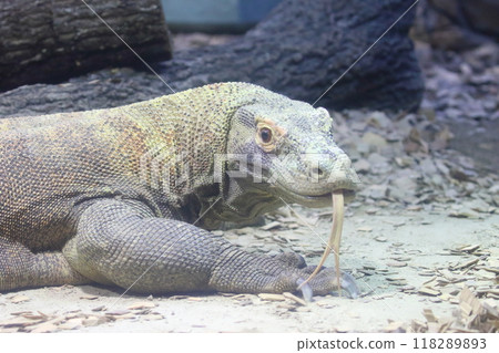 Komodo Dragon Komodo Dragon 118289893