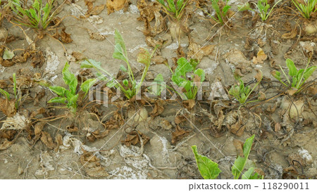Sugar beet drought dry field land Beta vulgaris altissima garden, very drying up soil cracked close-up, climate change, environmental disaster earth cracks, crop common conditions death plants 118290011