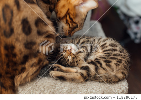 Cute bengal kitten sleeping on a soft cat's shelf of a cat's house. 118290175