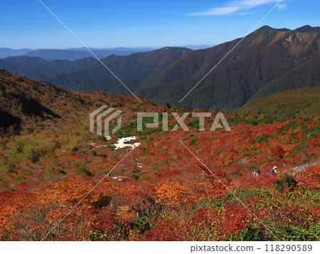 那須姥平的秋葉 118290589