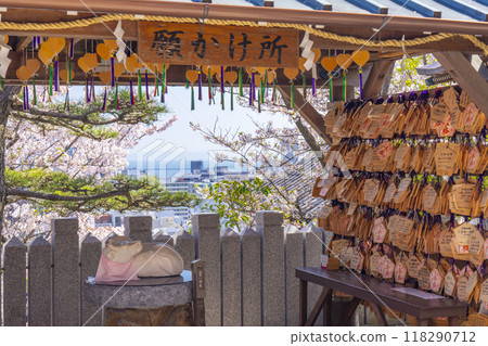 Spring in Kobe: Kitano Tenmangu Shrine - Cherry blossoms in full bloom and a place to make wishes 118290712