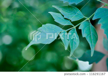 Cork tree, Indian cork tree or Millingtonia hortensis Linn or BIGNONIACEAE or small Cork tree or tree Cork tree, Indian cork tree or Millingtonia hortensis Linn or BIGNONIACEAE or small Cork tree or tree 118291167