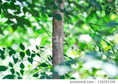 Cork tree, Indian cork tree or Millingtonia hortensis Linn or BIGNONIACEAE or small Cork tree or tree Cork tree, Indian cork tree or Millingtonia hortensis Linn or BIGNONIACEAE or small Cork tree or tree 118291168