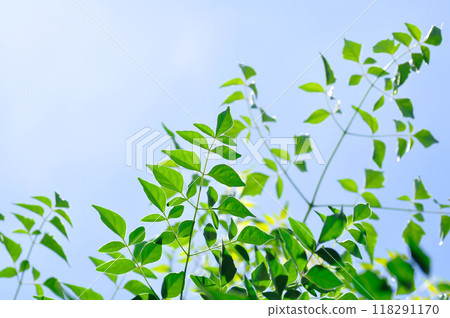 Cork tree, Indian cork tree or Millingtonia hortensis Linn or BIGNONIACEAE or small Cork tree or tree Cork tree, Indian cork tree or Millingtonia hortensis Linn or BIGNONIACEAE or small Cork tree or tree 118291170