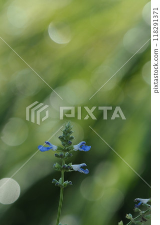 Small blue flowers of Salvia azurea Small blue flowers of Salvia azurea 118291371