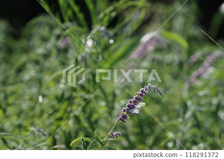 Amethyst Sage flowers Amethyst Sage flowers 118291372