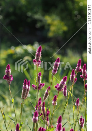 Flowers of Keito Flowers of Keito 118291373