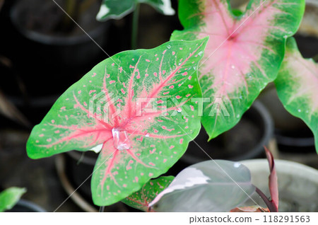Caladium, Caladium Bicolor Vent or Caladium bicolor and rain drop 118291563