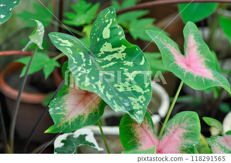 Colocasia Esculenta Hilo Beauty,Colocasia or Esculenta Hilo or Colocasia bicolor and Caladium, Caladium Bicolor Vent or Caladium bicolor and rain drop 118291565