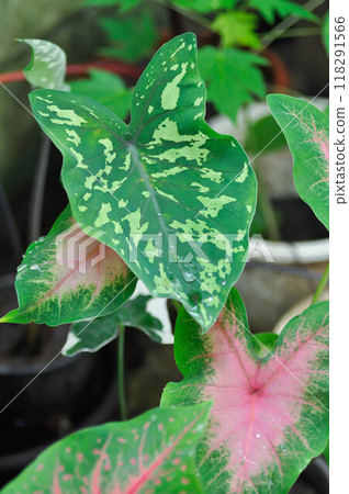 Colocasia Esculenta Hilo Beauty,Colocasia or Esculenta Hilo or Colocasia bicolor and Caladium, Caladium Bicolor Vent or Caladium bicolor and rain drop and rain drop 118291566