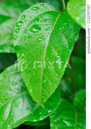 passion fruit plant, Passiflora edulis or Passionfruit or Maracuja leaf and rain drop passion fruit plant, Passiflora edulis or Passionfruit or Maracuja leaf and rain drop 118291567