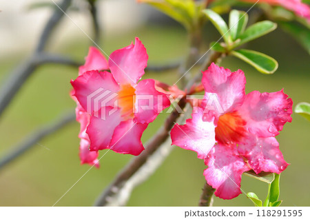 Desert rose, APOCYACEAE or Adenium obesum or Mock Azalea or Pink bignonia or Impala lily or pink flower 118291595