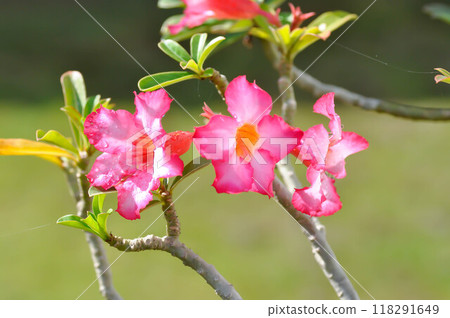 Desert rose, APOCYACEAE or Adenium obesum or Mock Azalea or Pink bignonia or Impala lily or pink flower Desert rose, APOCYACEAE or Adenium obesum or Mock Azalea or Pink bignonia or Impala lily or pink flower 118291649