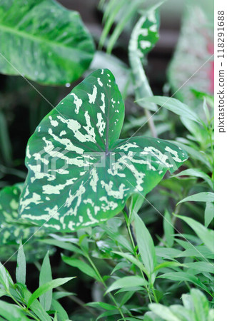 Colocasia Esculenta Hilo Beauty,Colocasia or Esculenta Hilo or Colocasia bicolor 118291688