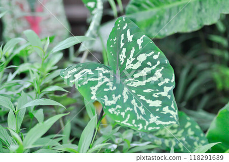 Colocasia Esculenta Hilo Beauty,Colocasia or Esculenta Hilo or Colocasia bicolor Colocasia Esculenta Hilo Beauty,Colocasia or Esculenta Hilo or Colocasia bicolor 118291689