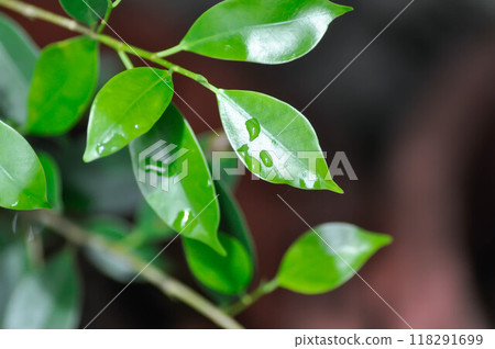 Ficus annulata Blume, Banyan Tree or MORACEAE and rain drop Ficus annulata Blume, Banyan Tree or MORACEAE and rain drop 118291699