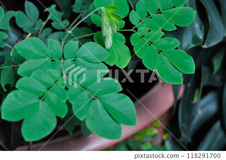 Rain tree or Samanea saman, LEGUMINOSAE MIMOSOIDEAE or Rain Tree 118291700