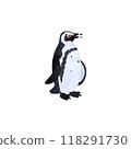 African penguin (Spheniscus penguin). Watercolor illustration. 118291730