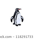Galapagos penguins. Watercolor style illustration. 118291733