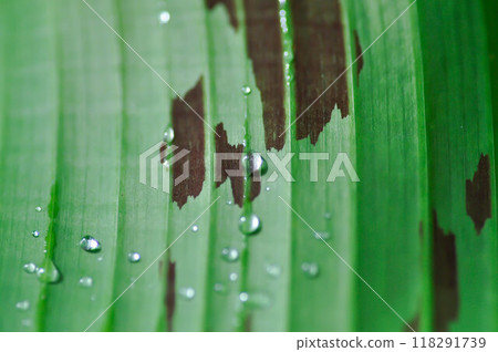 banana plant, blood banana or Musa acuminata or Musa balbisiana and dew drop 118291739