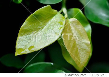 ficus pumila or climbing fig or MORACEAE and dew drop 118291740