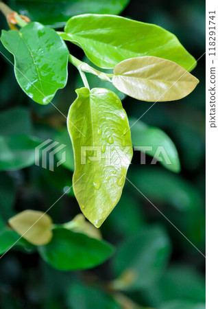 ficus pumila or climbing fig or MORACEAE and dew drop 118291741