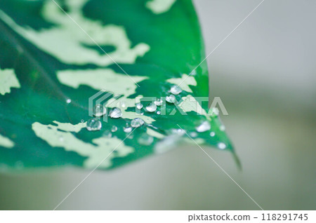 Colocasia Esculenta Hilo Beauty,Colocasia or Esculenta Hilo or Colocasia bicolor and rain drop Colocasia Esculenta Hilo Beauty,Colocasia or Esculenta Hilo or Colocasia bicolor and rain drop 118291745