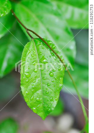 passion fruit plant, Passiflora edulis or Passionfruit or Maracuja leaf and rain drop passion fruit plant, Passiflora edulis or Passionfruit or Maracuja leaf and rain drop 118291753