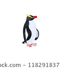 Schroder penguin (Spheniscus penguin). Watercolor illustration. 118291837