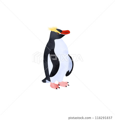 施羅特企鵝(Mayudachi 企鵝)。水彩風格插圖。 施羅特企鵝(Mayudachi 企鵝)。水彩風格插圖。 118291837
