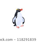 Snares penguin (long-billed penguin). Watercolor illustration. 118291839