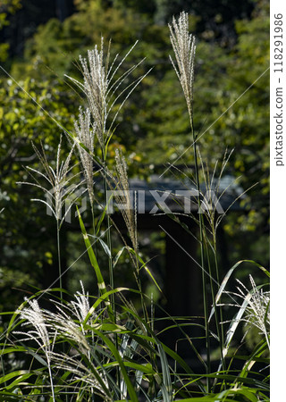 Kamakura 249 Jochiji Temple 5 Susuki 118291986