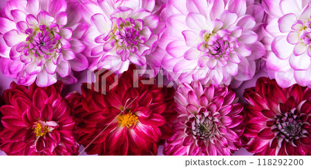 Purple abstract dahlia background lined with rows of flowers. Floral Greeting card. Nature trendy decorative design. Nature concept. Flat lay. Purple abstract dahlia background lined with rows of flowers. Floral Greeting card. Nature trendy decorative design. Nature concept. Flat lay. 118292200