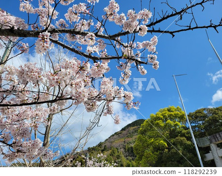 盛開的櫻花預示著春天的到來 盛開的櫻花預示著春天的到來 118292239
