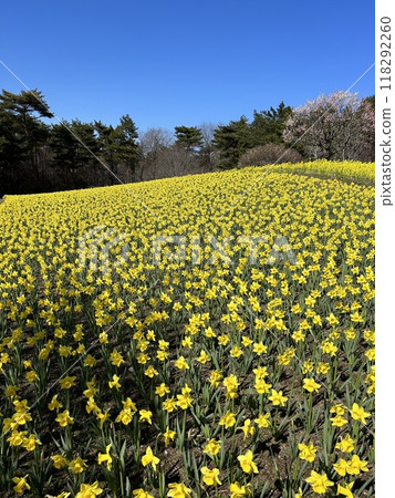 Hitachi Seaside Park Hitachinaka City 118292260