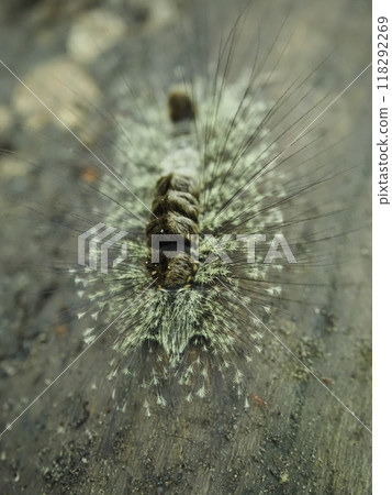 Larva of the red-bearded tussock moth (vertical) Larva of the red-bearded tussock moth (vertical) 118292269