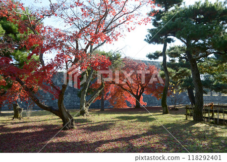 Autumn leaves in Nijo Castle, Nakagyo Ward, Kyoto City Autumn leaves in Nijo Castle, Nakagyo Ward, Kyoto City 118292401