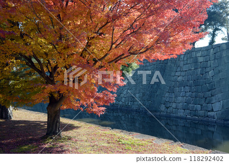 Autumn leaves in Nijo Castle, Nakagyo Ward, Kyoto City 118292402