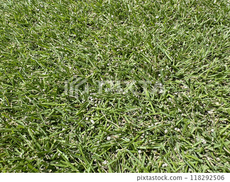 割草高度2公分的草坪，撒上肥料 118292506