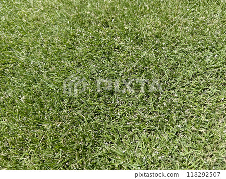 Fertilized lawn with a mowing height of 2cm 118292507