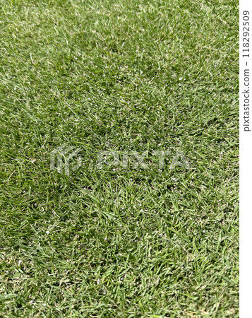 割草高度2公分的草坪，撒上肥料 118292509