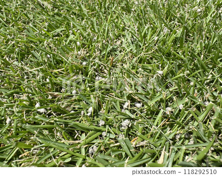 Fertilized lawn with a mowing height of 2cm 118292510