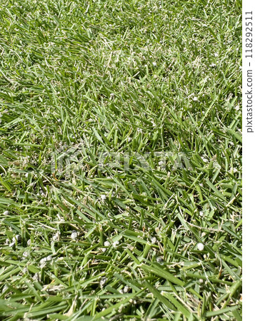 Fertilized lawn with a mowing height of 2cm Fertilized lawn with a mowing height of 2cm 118292511