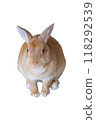 Rabbit Cutout ① 118292539