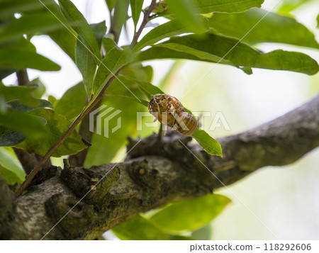 Cherry tree and cicada shell Cherry tree and cicada shell 118292606