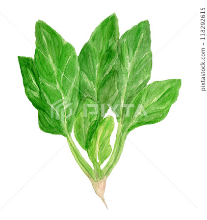 大和關越菠菜手繪水彩插圖 118292615
