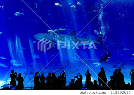 鯨鯊在沖繩縣美麗海水族館的黑潮水池中游泳 118292625