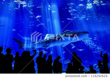 A whale shark swimming in the Kuroshio Sea tank at the Churaumi Aquarium in Okinawa Prefecture 118292628
