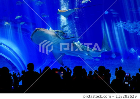 A whale shark swimming in the Kuroshio Sea tank at the Churaumi Aquarium in Okinawa Prefecture 118292629