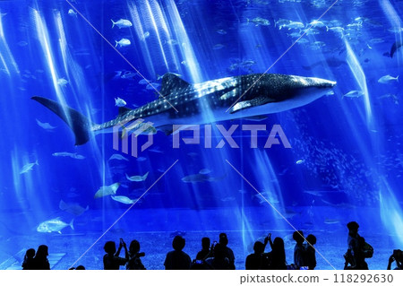 A whale shark swimming in the Kuroshio Sea tank at the Churaumi Aquarium in Okinawa Prefecture A whale shark swimming in the Kuroshio Sea tank at the Churaumi Aquarium in Okinawa Prefecture 118292630